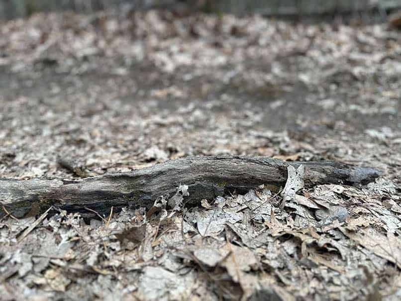 roots on a trail